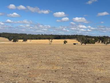 Farm For Sale - WA - Crossman - 6390 - Grey, Albany Highway frontage, Crossman  (Image 2)