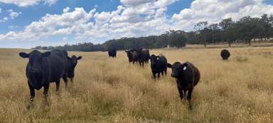 Farm For Sale - VIC - Fern Hill - 3458 - For Sale - 80 Acres Grazing land Woodend district with Planning Permit  (Image 2)