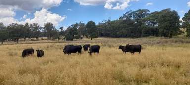 Farm For Sale - VIC - Fern Hill - 3458 - For Sale - 80 Acres Grazing land Woodend district with Planning Permit  (Image 2)