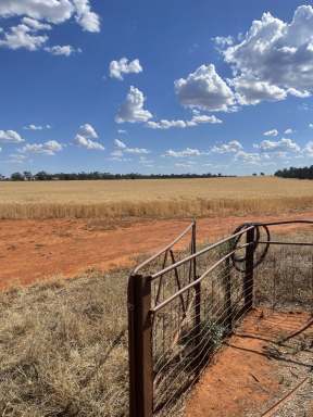 Farm For Sale - NSW - Lake Cargelligo - 2672 - North Woey  (Image 2)