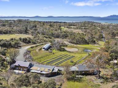 Farm For Sale - TAS - Swansea - 7190 - Business & Freehold - Kate's Berry Farm  (Image 2)