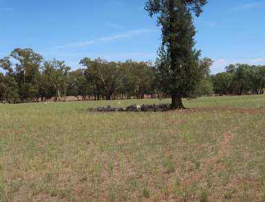 Farm For Sale - NSW - Coolamon - 2701 - Coolamon  "Carters" 235 acres  BUILDING ENTITLEMENT  POWER AND TOWN WATER  (Image 2)