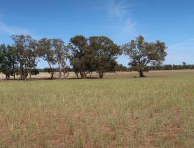 Farm For Sale - NSW - Coolamon - 2701 - Coolamon  "Carters" 235 acres  BUILDING ENTITLEMENT  POWER AND TOWN WATER  (Image 2)