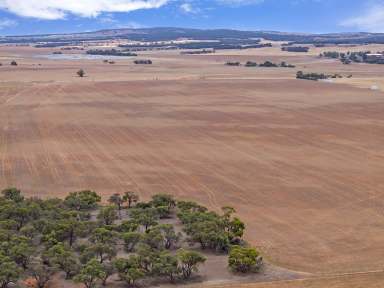 Farm Auction - SA - Robertstown - 5381 - Versatile Land for Cropping and Livestock  (Image 2)