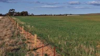 Farm Auction - SA - Robertstown - 5381 - Versatile Land for Cropping and Livestock  (Image 2)