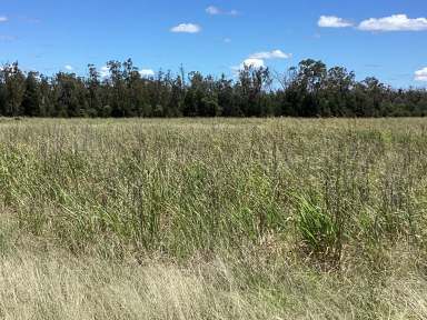 Farm Auction - QLD - North Talwood - 4496 - Low-cost Grazing  (Image 2)