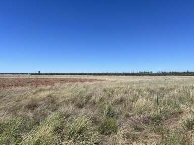 Farm Auction - QLD - North Talwood - 4496 - Low-cost Grazing  (Image 2)