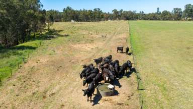 Farm For Sale - NSW - Culcairn - 2660 - RURAL LIFESTYLE ON BILLABONG CREEK  (Image 2)