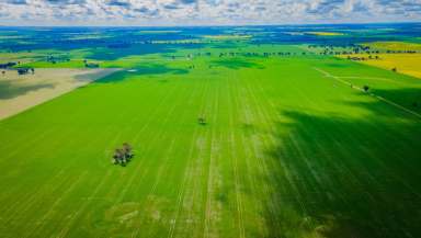 Farm For Sale - NSW - Coolamon - 2701 - READY TO GO  (Image 2)