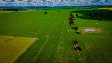 Farm For Sale - NSW - Coolamon - 2701 - READY TO GO  (Image 2)