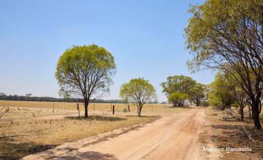 Farm For Sale - WA - Jennapullin - 6401 - "BOUNDRY ROAD BLOCK"  (Image 2)