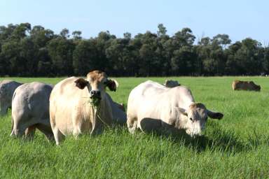 Farm For Sale - QLD - Mundubbera - 4626 - You Can Have It All - Lifestyle & Productive Grazing  (Image 2)