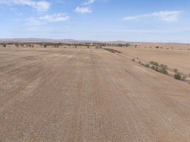 Farm For Sale - SA - Caltowie - 5490 - Mixed Farming Enterprise w/ Cropping & Livestock  (Image 2)