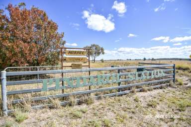 Farm For Sale - NSW - Inverell - 2360 - PINDAROI STATION  (Image 2)