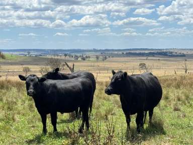 Farm Auction - NSW - Kentucky - 2354 - Prime Grazing Opportunity -  "Springleigh"  (Image 2)