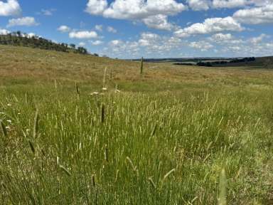 Farm Auction - NSW - Kentucky - 2354 - Prime Grazing Opportunity -  "Springleigh"  (Image 2)