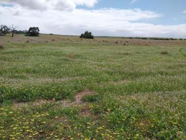 Farm For Sale - WA - Dandaragan - 6507 - "WALURING"  (Image 2)