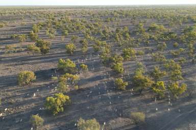 Farm For Sale - NSW - Bourke - 2840 - Fertile open grazing country  (Image 2)