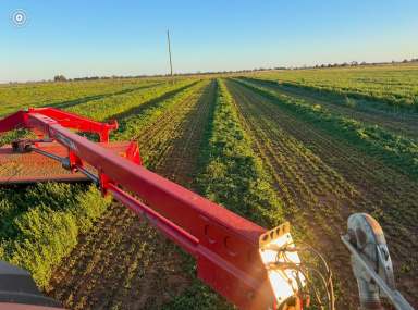 Farm Tender - NSW - Forbes - 2871 - Feedlot & Fodder Factory with Majority Flood Free Irrigation  (Image 2)