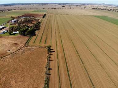 Farm Tender - NSW - Forbes - 2871 - Feedlot & Fodder Factory with Majority Flood Free Irrigation  (Image 2)