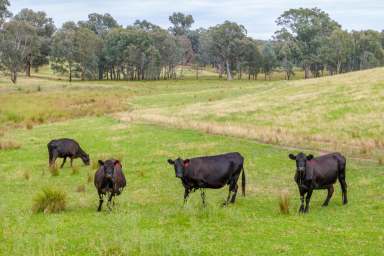 Farm For Sale - NSW - Humula - 2652 - Retirement Beckons - Grazing and Lifestyle Opportunity  (Image 2)