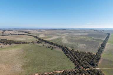 Farm For Sale - SA - Younghusband - 5238 - River Water to 5 Cropping & Grazing Titles  (Image 2)