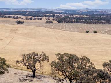 Farm Auction - SA - Kapunda - 5373 - Mixed Farming & Lifestyle  (Image 2)