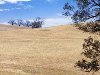 Farm Auction - SA - Kapunda - 5373 - Mixed Farming & Lifestyle  (Image 2)