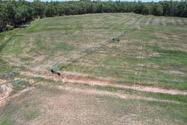 Farm For Sale - NSW - Condobolin - 2877 - Lachlan River Irrigation, Livestock Fattening & Lifestyle - 100ML WATER  (Image 2)