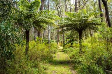 Farm For Sale - NSW - Wyndham - 2550 - Your Unique Forest Retreat  (Image 2)