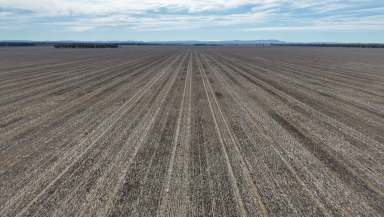 Farm For Sale - NSW - Tichborne - 2870 - Central West Dryland Cropping At Scale  (Image 2)