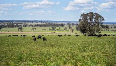 Farm Auction - NSW - Binnaway - 2395 - Well Established Cattle Property  (Image 2)