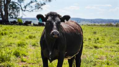 Farm Auction - NSW - Binnaway - 2395 - Well Established Cattle Property  (Image 2)