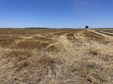 Farm Expressions of Interest - NSW - Whitton - 2705 - Quality Irrigation Land in a Prime Location  (Image 2)