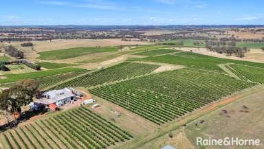 Farm For Sale - NSW - Kingsvale - 2587 - Prestigious Hilltops NSW Vineyard Investment Opportunity  (Image 2)