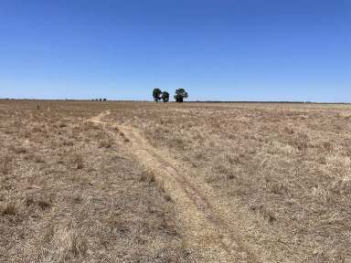 Farm Expressions of Interest - NSW - Whitton - 2705 - Quality Irrigation Land in a prime location  (Image 2)