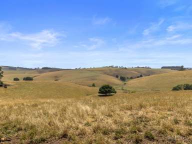 Farm For Sale - VIC - Mardan - 3953 - Breeding / Fattening Property  (Image 2)