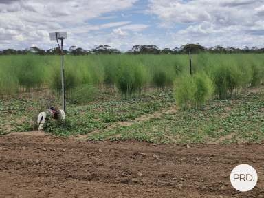 Farm For Sale - VIC - Merbein West - 3505 - Agricultural Opportunity  (Image 2)