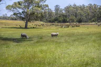 Farm For Sale - TAS - Pipers River - 7252 - Start Your Farming Journey Today  (Image 2)