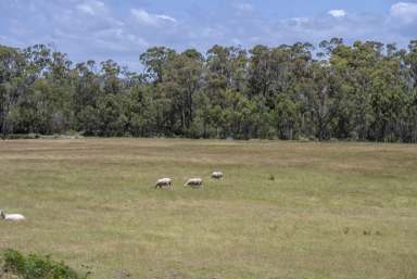 Farm For Sale - TAS - Pipers River - 7252 - Start Your Farming Journey Today  (Image 2)