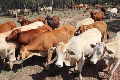 Farm For Sale - QLD - Mundubbera - 4626 - Quality Grazing Country - 30 Mins Mundubbera  (Image 2)