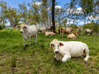 Farm For Sale - QLD - Moolboolaman - 4671 - Great Opportunity! Approx. 373+ Acres of Good Grazing Country with Home  (Image 2)