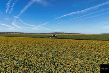 Farm For Sale - NSW - Quirindi - 2343 - WORLD CLASS LIVERPOOL PLAINS IRRIGATION AND DRYLAND CROPPING  (Image 2)