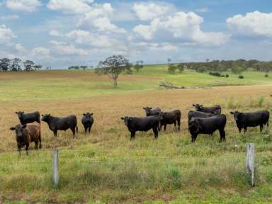 Farm Auction - NSW - Blayney - 2799 - Mayfield - A Prime Agricultural Property with Unlimited Potential  (Image 2)