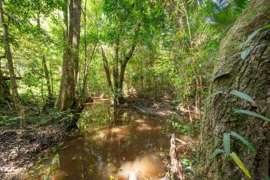 Farm For Sale - QLD - Cooroy - 4563 - Hinterland Acreage With Rainforest in Cooroy  (Image 2)