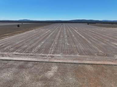 Farm For Sale - NSW - Caragabal - 2810 - Prime Cropping Opportunity!  (Image 2)