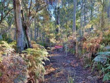 Farm For Sale - TAS - Wyena - 7254 - 60+ acres of natural bush land with tall trees, fresh air and a creek running through.  (Image 2)