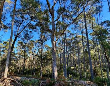 Farm For Sale - TAS - Wyena - 7254 - 60+ acres of natural bush land with tall trees, fresh air and a creek running through.  (Image 2)