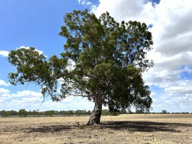 Farm For Sale - VIC - Charam - 3318 - DALE on Lake Charam  (Image 2)