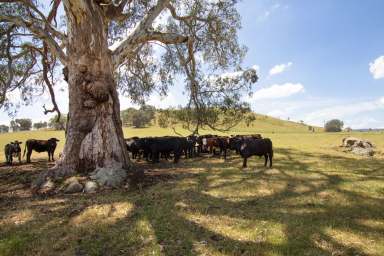 Farm For Sale - VIC - Samaria - 3673 - Discover Your Dream Property: 126 Acres of Prime Land in Samaria  (Image 2)